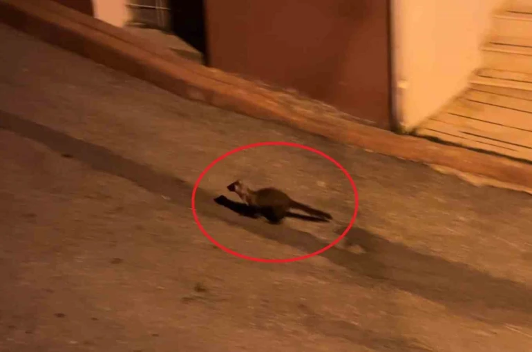 Bu mahallede geceleri sansarlar geziyor