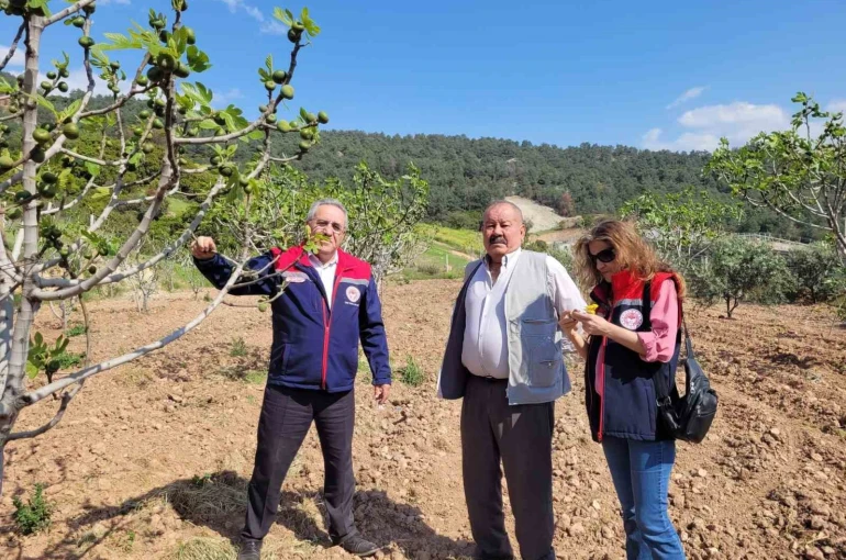 Buharkent’te ilek bahçeleri kontrol edildi