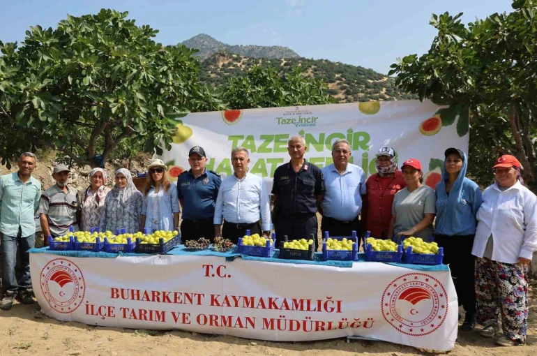 Buharkent’te taze incir hasadı başladı