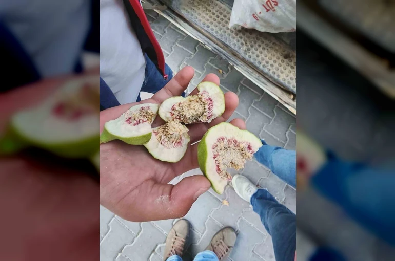 Buharkent’te üreticiler ’belgesiz ilek’ kullanımına karşı uyarıldı