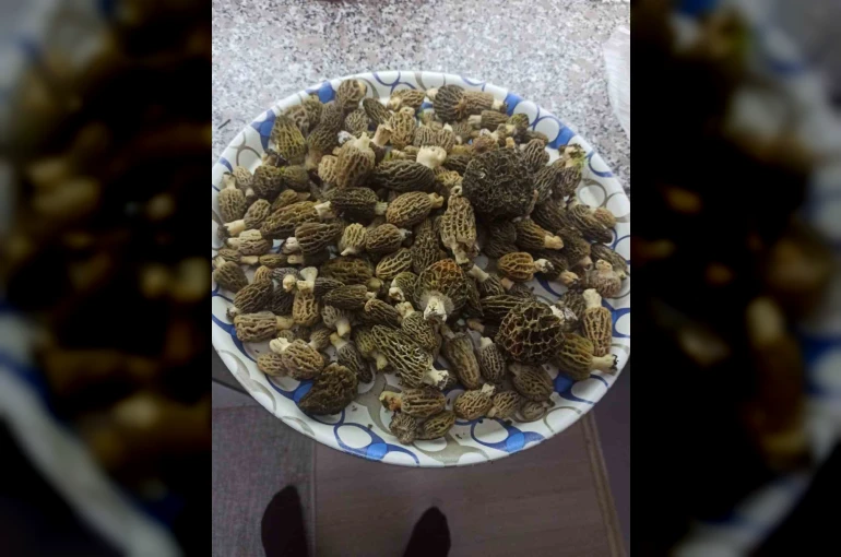 Buldan ormanlarında kuzugöbeği bereketi 