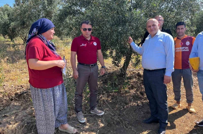 Buldan’da zeytin sineğine karşı fenomen tuzak dağıtıldı