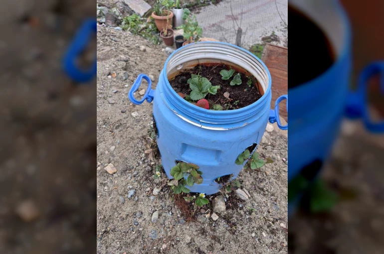 Buldanlı üreticiler atık malzemeleri tarımda değerlendiriyor