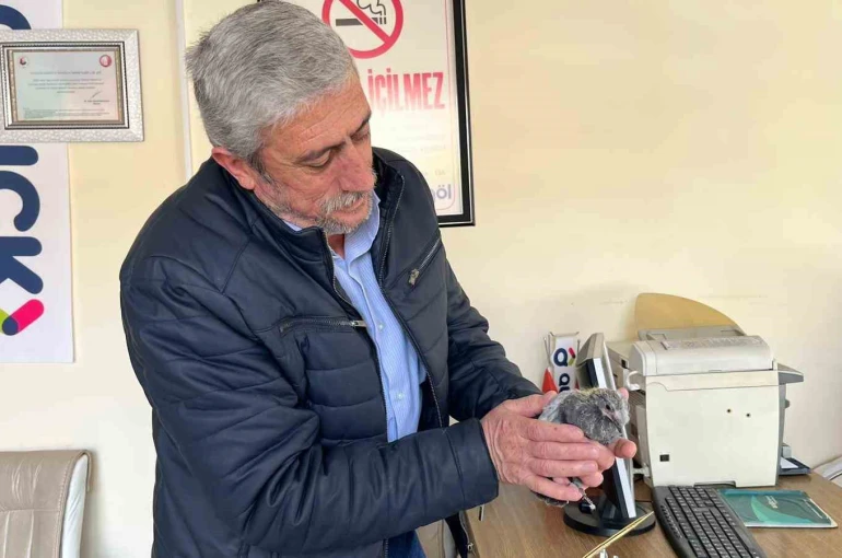 Bünyan’da çatıdan düşen kuş, yuvasına kavuşturuldu