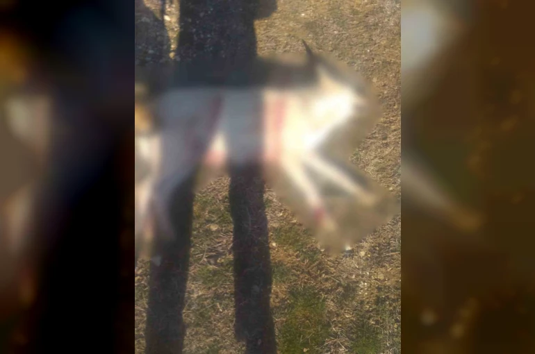 Burdur’da köpeklerin silahla öldürüldüğü iddialarına valilikten açıklama