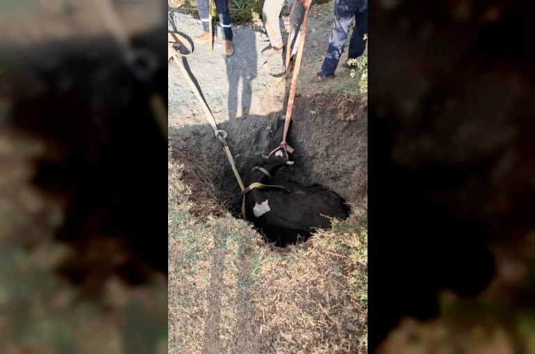 Burdur’da kuyuya düşen inek 2 saatlik çalışmayla kurtarıldı