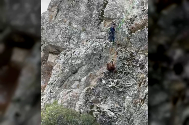 Burdur’da mahsur kalan keçiler ekipler tarafından kurtarıldı