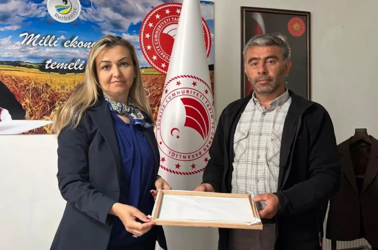 Burhaniye’de ipek böcekçiliğinde ilk kozalar hasat edildi