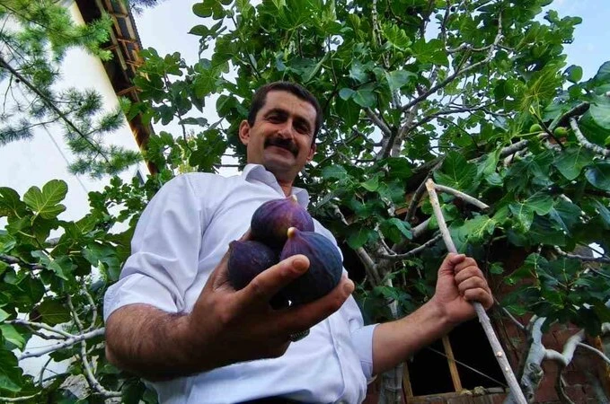 Bursa karası incirini Erzurum’da yetiştirdi