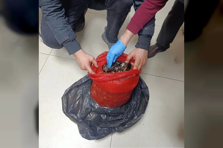 Bursa ve Balıkesir’de eş zamanlı operasyon: Tonlarca midye ele geçirildi 