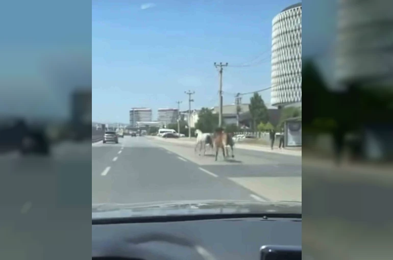 Bursa’da başıboş atlar trafiği tehlikeye attı