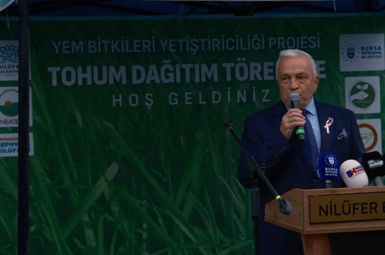 Bursa’da büyükbaşlar İtalyan çimi ile beslenecek