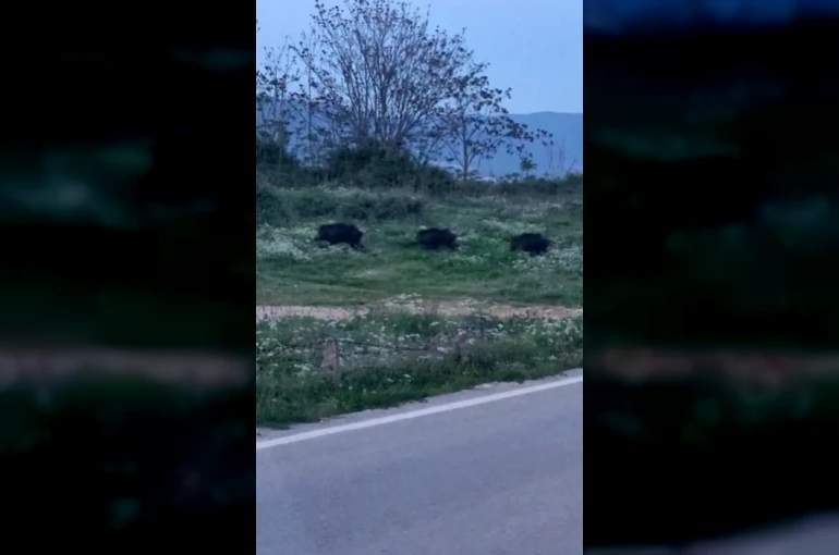 Bursa’da domuzlar şehir içinde görüntülendi 