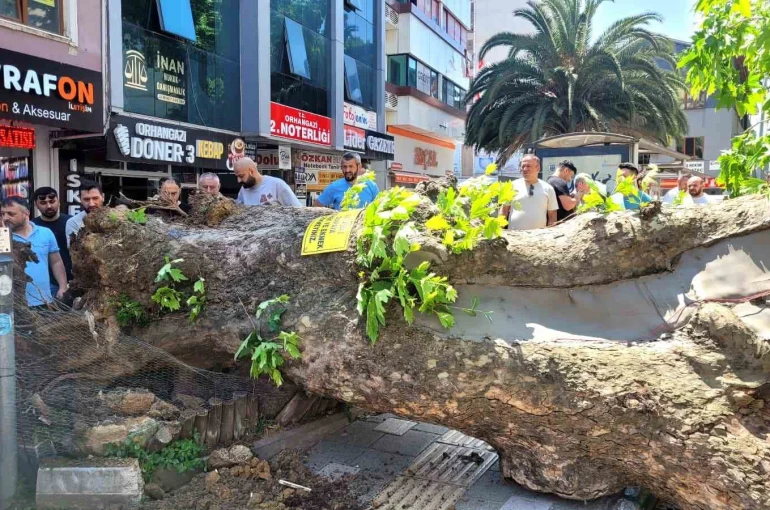 Bursa’da faciadan dönüldü...Asırlık çınar yola devrildi
