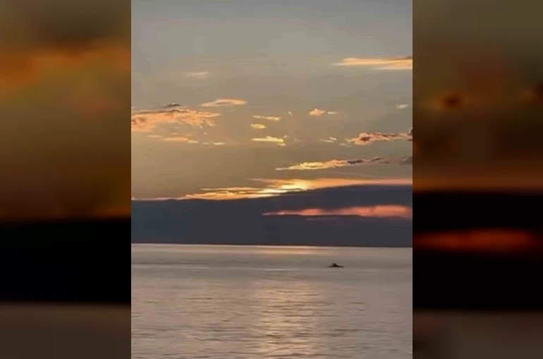 Bursa’da gün doğumunda yunus balıkları görsel şölen oluşturdu