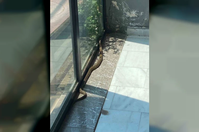 Bursa’da iş yerine giren yılan paniğe neden oldu
