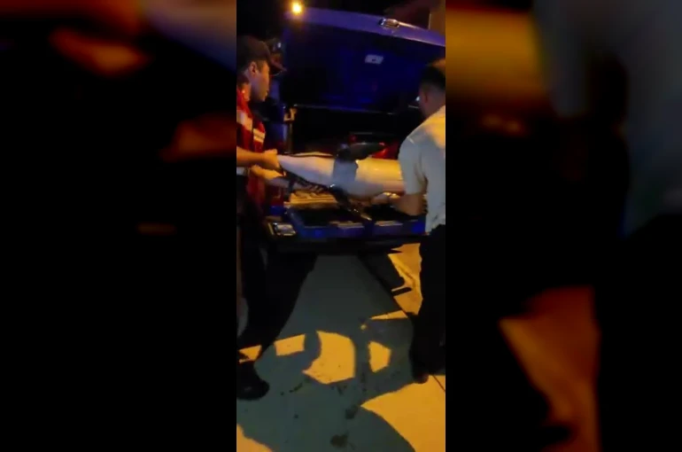 Bursa’da ölü yunus balığı kıyıya vurdu
