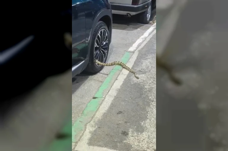 Bursa’da otomobilin jantından yılan çıktı