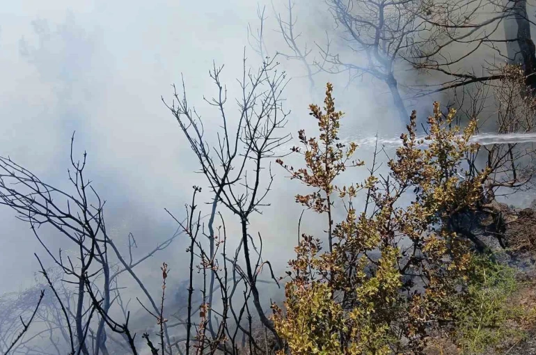 Bursa’da piknik alanı yakınındaki yangın korkuttu