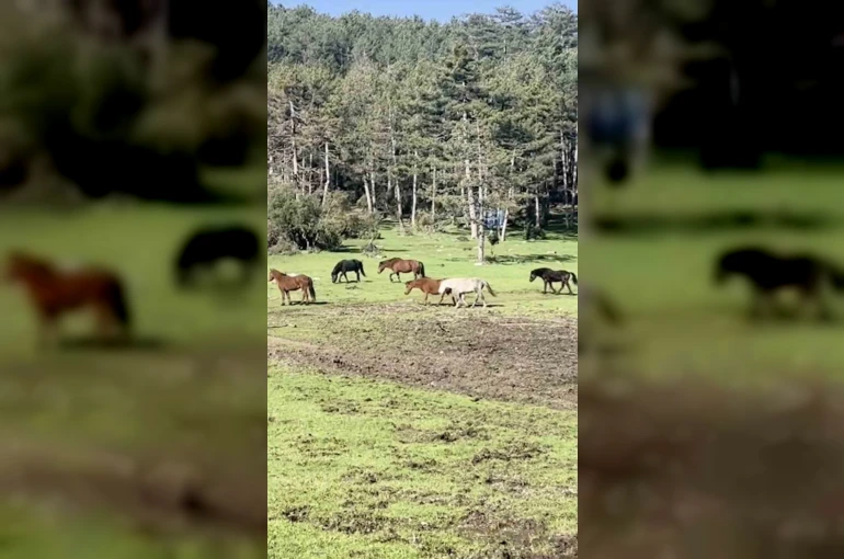 Bursa’da yılkı atlarının özgürlük gezisi 