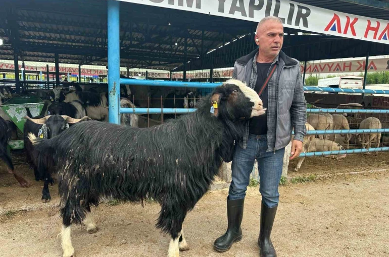 Bursa’daki kurban pazarının şampiyon keçisi 47 bin liradan satıldı