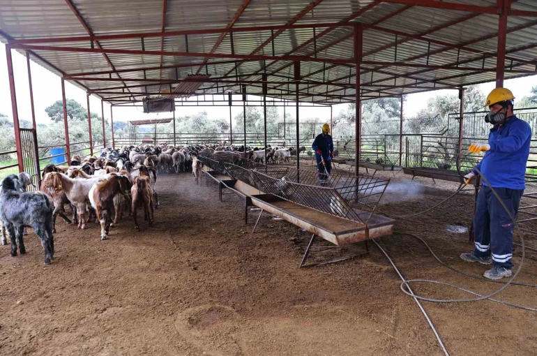 Büyükşehir’den ahırlarda karasineğe karşı mücadele 