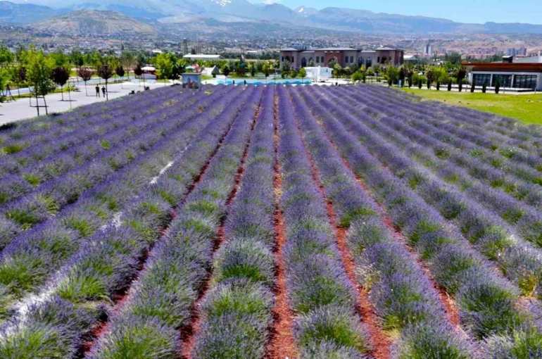 Büyükşehirin lavanta bahçesi, Erciyes manzarasıyla ziyaretçilerini büyülüyor