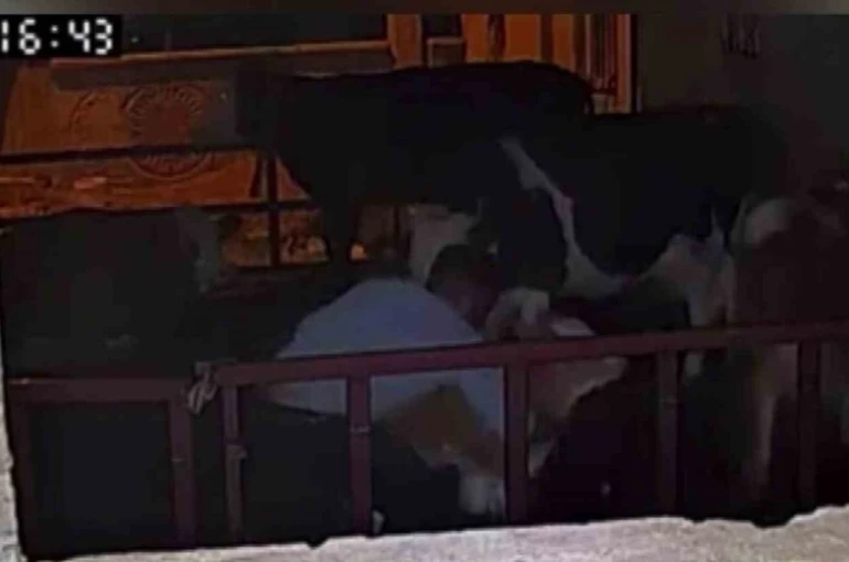 Buzağıyı kucaklayarak çaldılar