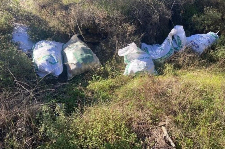 Çaldıkları çam fıstıklarını otların arasına sakladılar