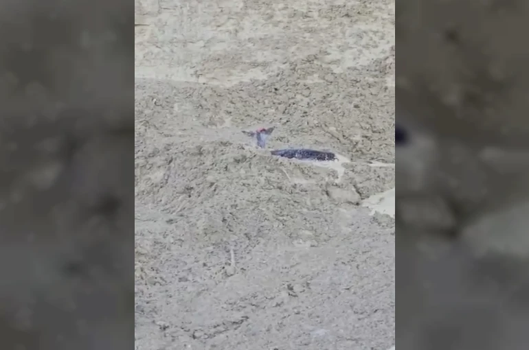 Çamura saplanan karaca için ekipler seferber oldu