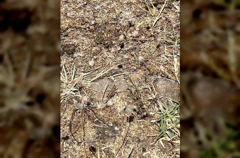 Çanakkale’de çekirge ile mücadele başlatıldı