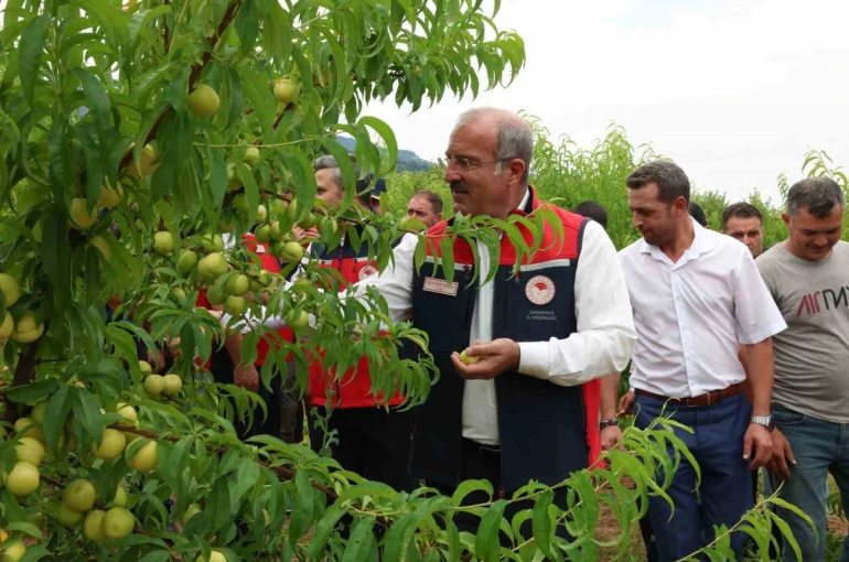 Çanakkale’de coğrafi tescilli Bayramiç Beyazının hasadı başladı
