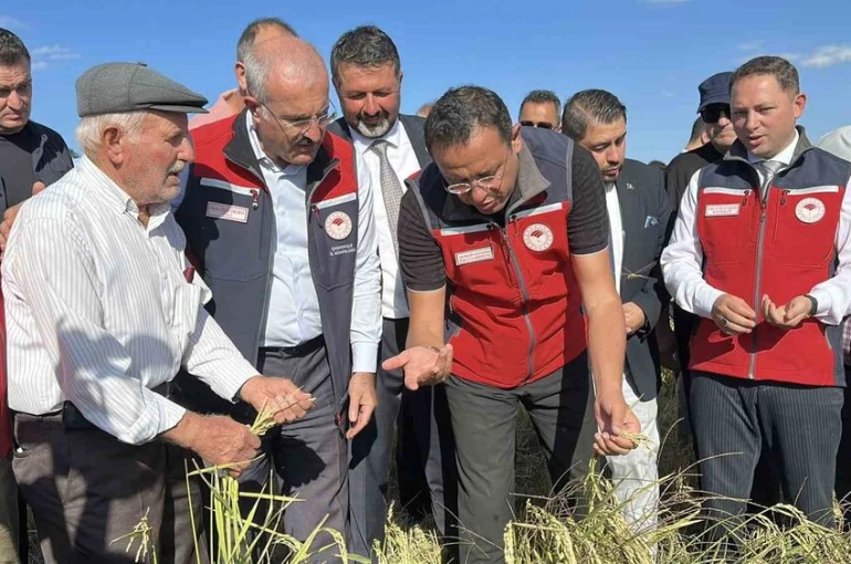 Çanakkale’de damla sulamayla yetiştirilen çeltiklerde hasat zamanı