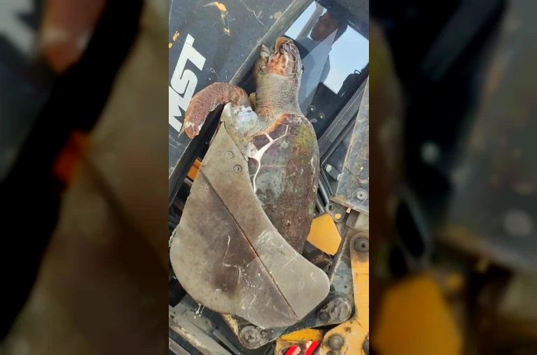 Çanakkale’de sahile ölü caretta caretta vurdu