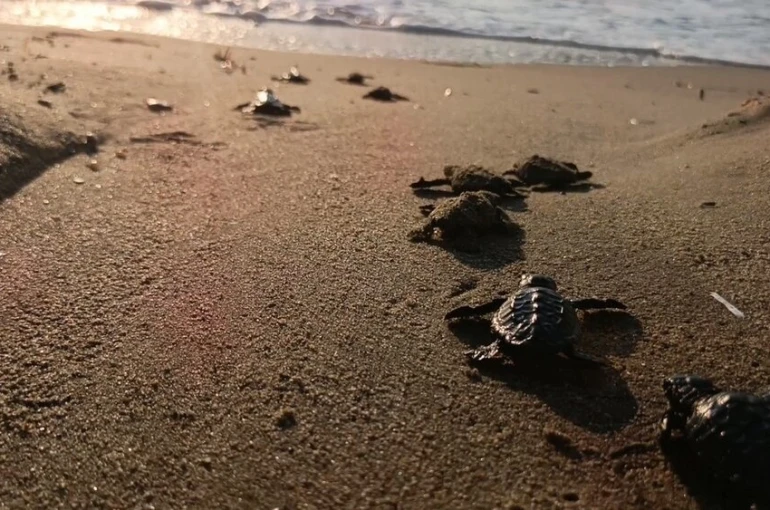 Caretta carettalar denizle buluştu