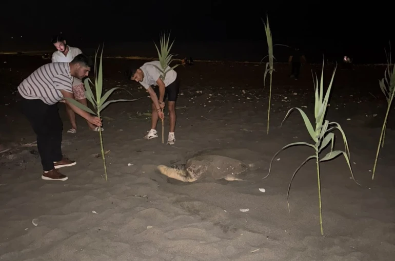 Caretta carettayı yuva yaparken gören gençler, duyarlılık gösterdi önlem aldı