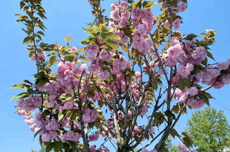 Çark Deresi kıyısında sakura güzelliği