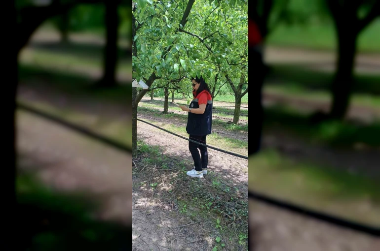 Çarşamba’da fındık üreticilerine ’kokarca’ ve ’külleme’ uyarısı