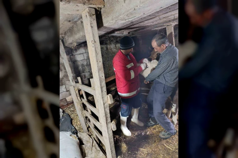 Çarşamba’da şap aşılamaları sürüyor