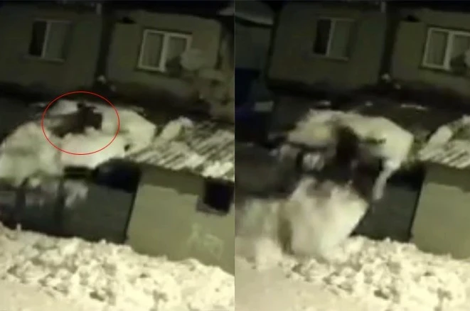Çatıdaki karı temizlerken kar kütlesiyle zemine düştü
