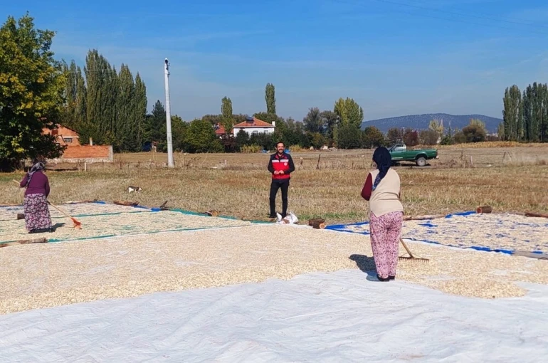 Çavdarhisar Ağarı köyünde çerezlik kabak hasadı başladı