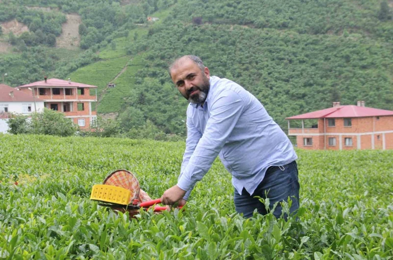 Çay üreticileri yaş çay alım fiyatındaki artış sonrası kuru çaya da zam bekliyor