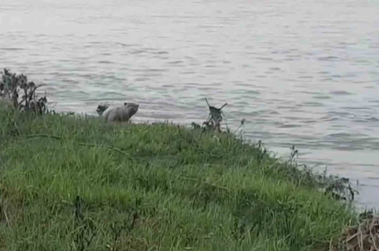 Çaycuma Irmağı’nda su samuru görüntülendi