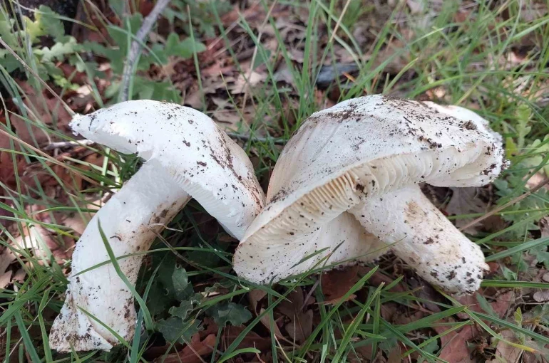 Çayır mantarını toplaması zahmetli yemesi lezzetli