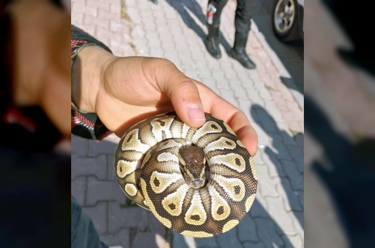 Cebinden yavru piton yılanı çıktı