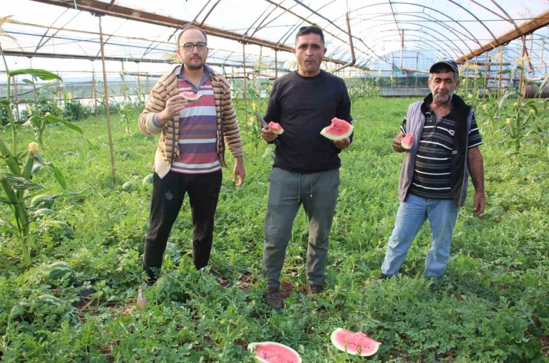 Çekirdek karpuzun hasadı başladı: 3 ayda hasat ediliyor, 1 ayda tükeniyor