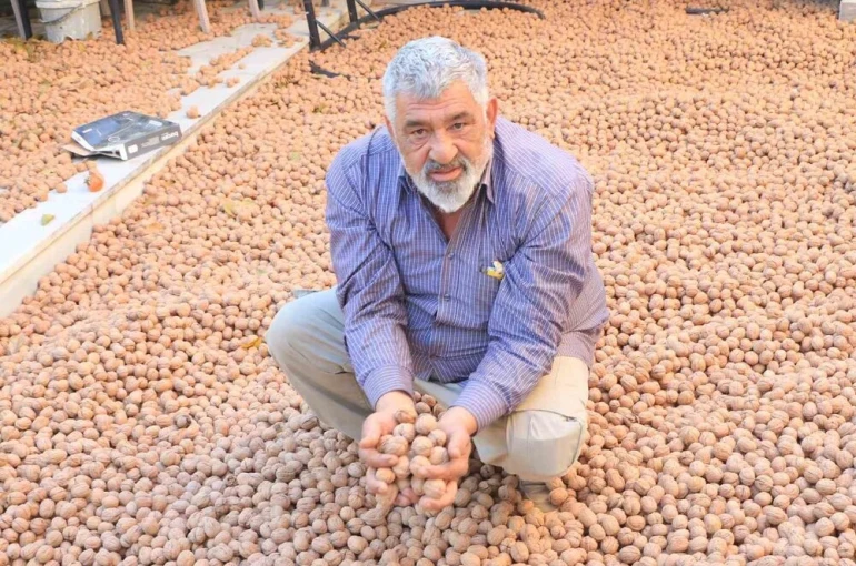 Ceviz üretimiyle Avrupa’daki maaşından daha çok kazanıyor