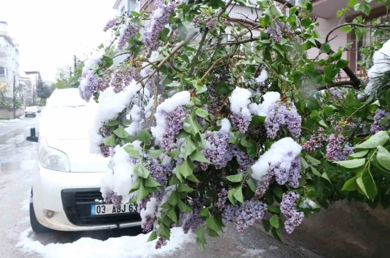 Çiçek açan ağaçlar kar altında kaldı