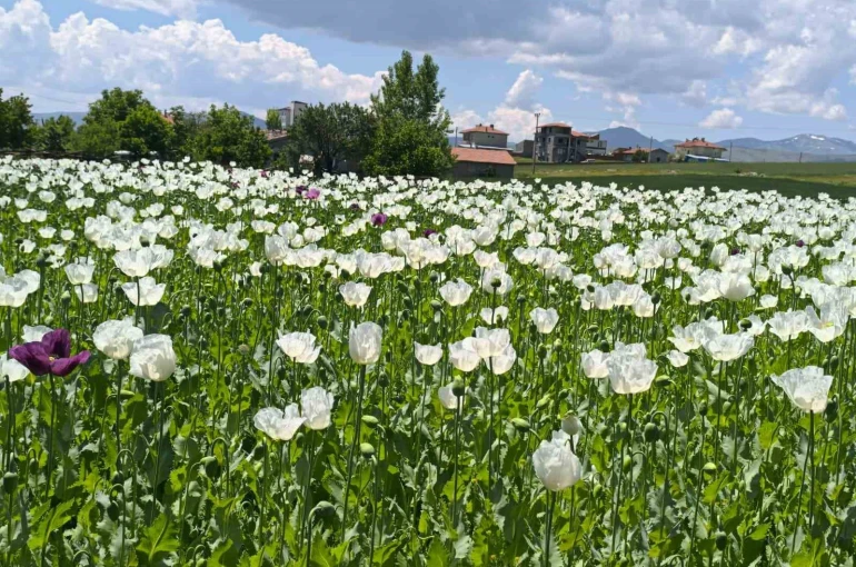 Çiçek açan haşhaş tarlaları adeta doğal fotoğraf stüdyosuna döndü