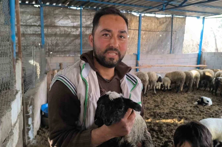 Çift başı ve 4 gözü ile doğan kuzu yaşama tutundu